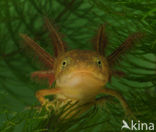 Kamsalamander (Triturus cristatus) 