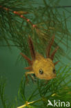 Great Crested Newt