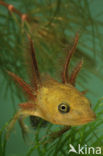 Great Crested Newt