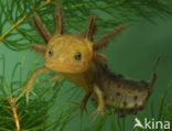 Kamsalamander (Triturus cristatus) 