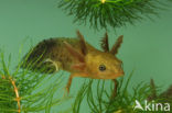 Great Crested Newt