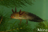 Kamsalamander (Triturus cristatus) 