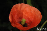 Klaproos (Papaver spec.)