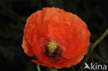 Klaproos (Papaver spec.)