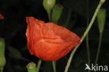 Klaproos (Papaver spec.)