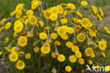 Klein hoefblad (Tussilago farfara)