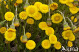 Klein hoefblad (Tussilago farfara)