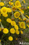 Coltsfoot (Tussilago farfara)