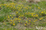 Coltsfoot (Tussilago farfara)