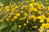 Coltsfoot (Tussilago farfara)