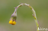 Klein hoefblad (Tussilago farfara)