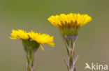 Coltsfoot (Tussilago farfara)