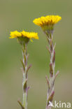 Klein hoefblad (Tussilago farfara)