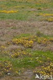 Coltsfoot (Tussilago farfara)