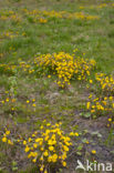 Klein hoefblad (Tussilago farfara)