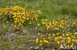 Coltsfoot (Tussilago farfara)