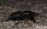 Klein vliegend hert (Dorcus parallelipipedus)