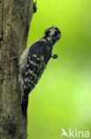 Lesser Spotted Woodpecker (Dendrocopos minor)