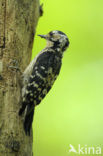 Lesser Spotted Woodpecker (Dendrocopos minor)