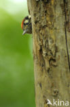Lesser Spotted Woodpecker (Dendrocopos minor)