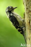 Lesser Spotted Woodpecker (Dendrocopos minor)