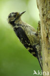 Lesser Spotted Woodpecker (Dendrocopos minor)