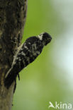 Lesser Spotted Woodpecker (Dendrocopos minor)