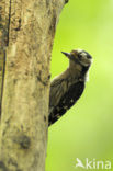 Kleine Bonte Specht (Dendrocopos minor)