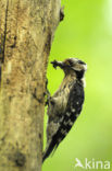 Kleine Bonte Specht (Dendrocopos minor)