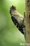 Lesser Spotted Woodpecker (Dendrocopos minor)