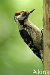 Lesser Spotted Woodpecker (Dendrocopos minor)