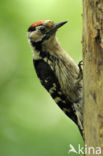 Kleine Bonte Specht (Dendrocopos minor)