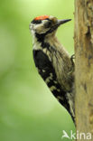 Lesser Spotted Woodpecker (Dendrocopos minor)