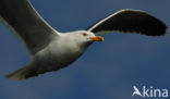 Kleine Mantelmeeuw (Larus fuscus)