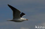 Lesser Black-backed Gull (Larus fuscus)