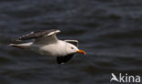 Lesser Black-backed Gull (Larus fuscus)