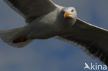 Lesser Black-backed Gull (Larus fuscus)