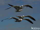 Kleine Mantelmeeuw (Larus fuscus)