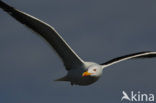 Kleine Mantelmeeuw (Larus fuscus)