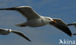 Lesser Black-backed Gull (Larus fuscus)