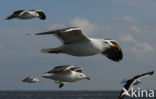 Kleine Mantelmeeuw (Larus fuscus)