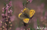 Small Copper (Lycaena phlaeas)