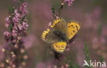 Kleine vuurvlinder (Lycaena phlaeas)