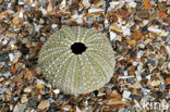 Shore sea urchin (Psammechinus miliaris)