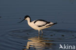 Pied Avocet (Recurvirostra avosetta)