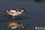 Pied Avocet (Recurvirostra avosetta)