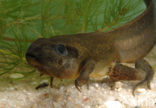 Common Spadefoot Toad (Pelobates fuscus)