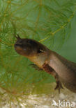 Common Spadefoot Toad (Pelobates fuscus)