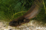 Common Spadefoot Toad (Pelobates fuscus)