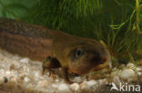 Common Spadefoot Toad (Pelobates fuscus)